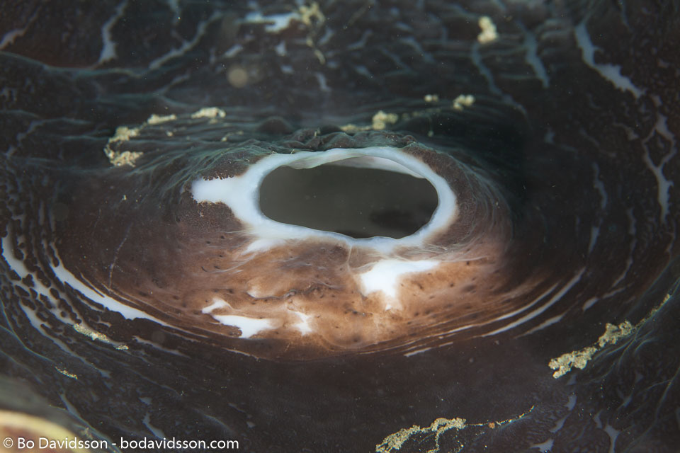 BD-110317-Puerto-Galera-3836-Tridacna-derasa-(Röding.-1798)-[Smooth-giant-clam].jpg